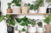 The Best House Plants to Boost Your Mood This Winter