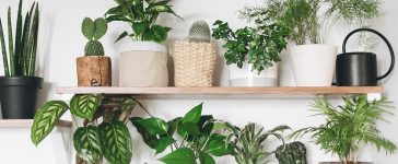 The Best House Plants to Boost Your Mood This Winter