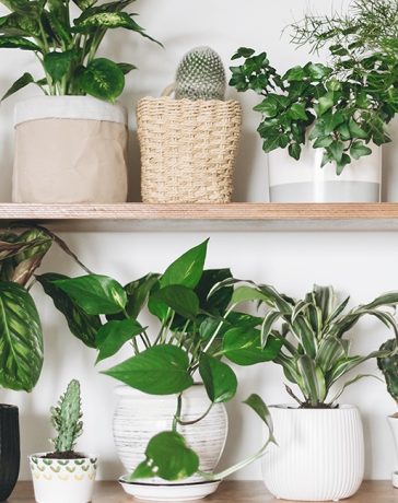 The Best House Plants to Boost Your Mood This Winter