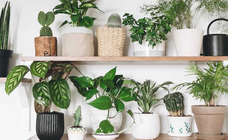 The Best House Plants to Boost Your Mood This Winter