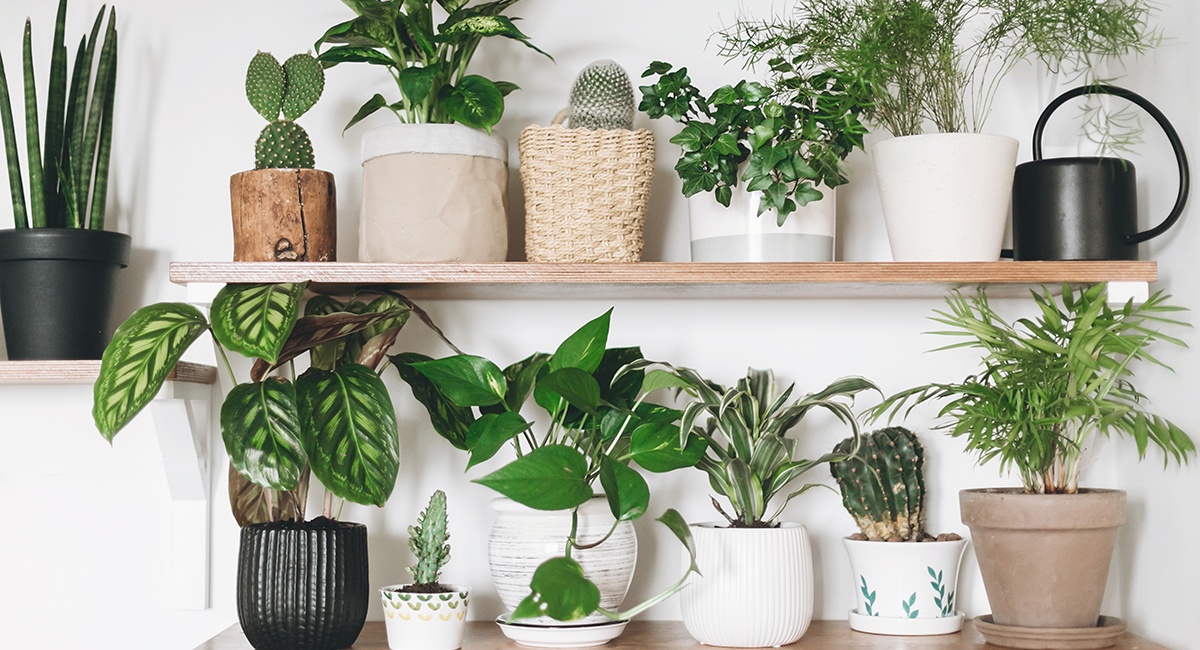 The Best House Plants to Boost Your Mood This Winter